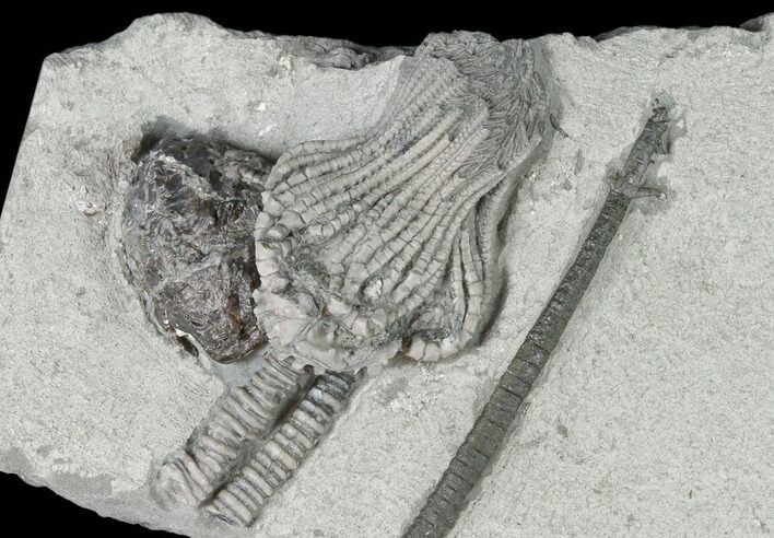 Crinoid (Platycrinites) With Gastropod - Crawfordsville, Indiana #130159